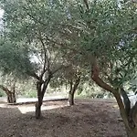 Ferienhaus White In Olive Trees And Seaview To Panagia Almiropótamos