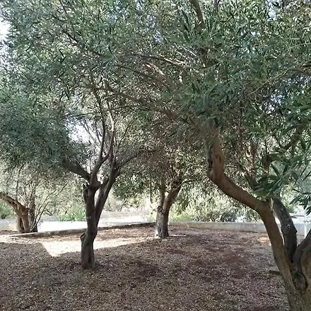 بيت للعطل White In Olive Trees And Seaview To Panagia Almiropótamos